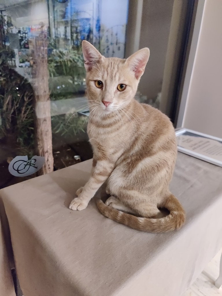 A light ginger cat sitting on a covered table at a Rhodes resort, looking toward the camera with big amber eyes.